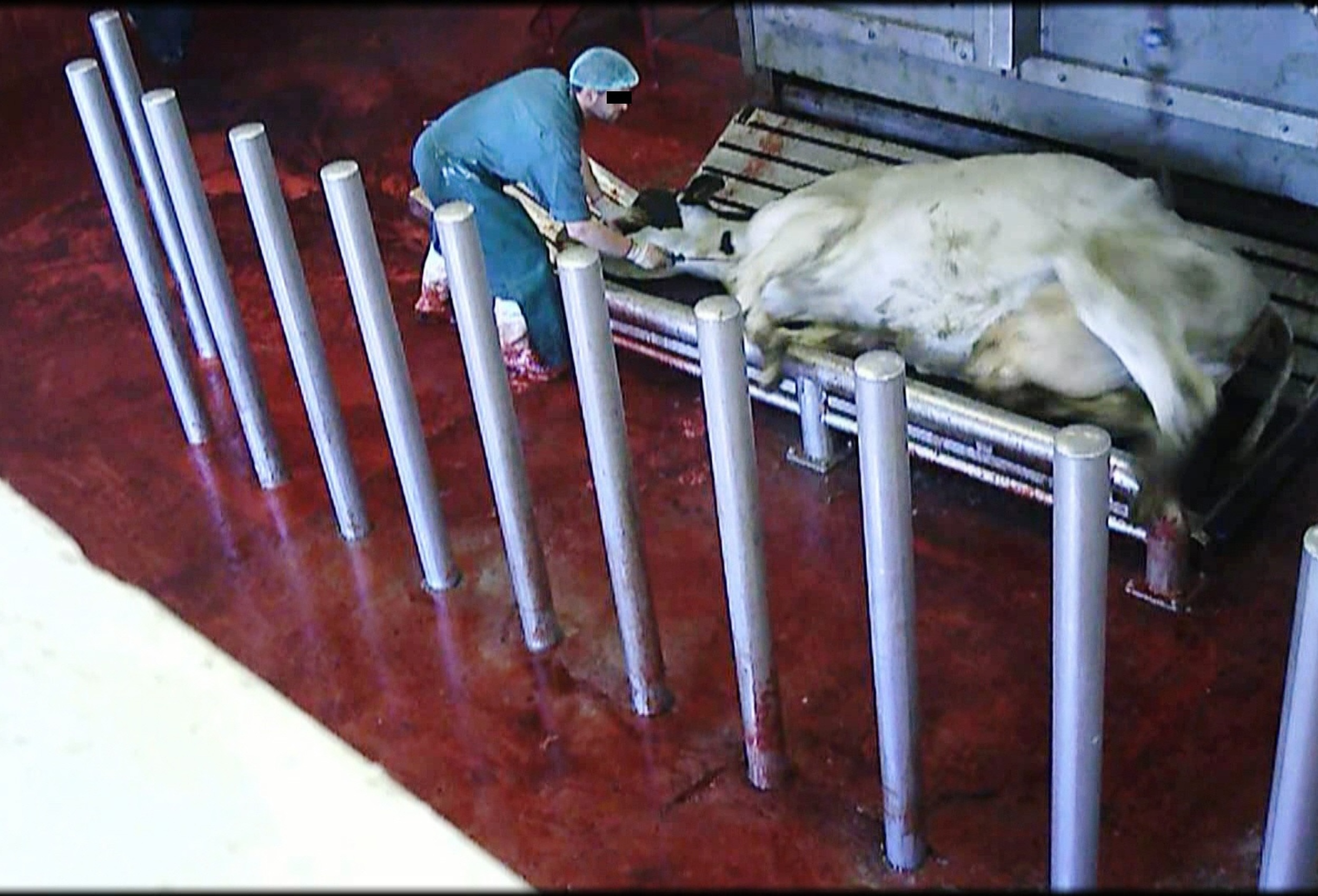 Ein Rind wird geschlachtet, überall ist Blut.