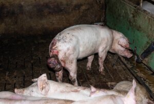 Ein Schwein mit Mastdarmvorfall. Dabei tritt der Darm aus dem After heraus.