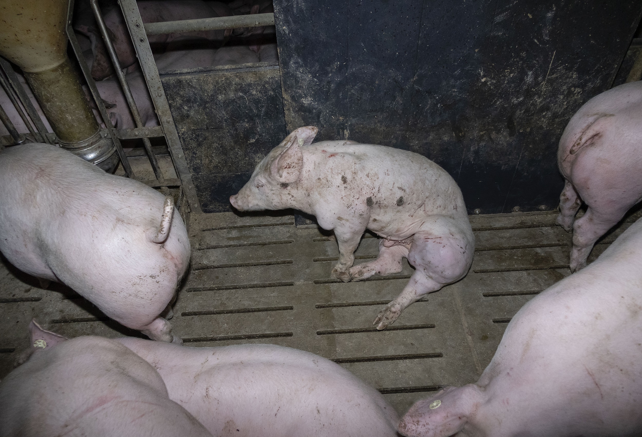 Ein Schwein mit Schwellung sitzt zwischen anderen Schweinen auf Spaltenboden.