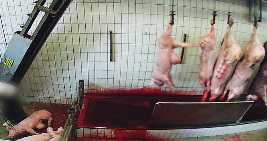 Mehrere Schweine hängen im Schlachthof zum Ausbluten an Haken.