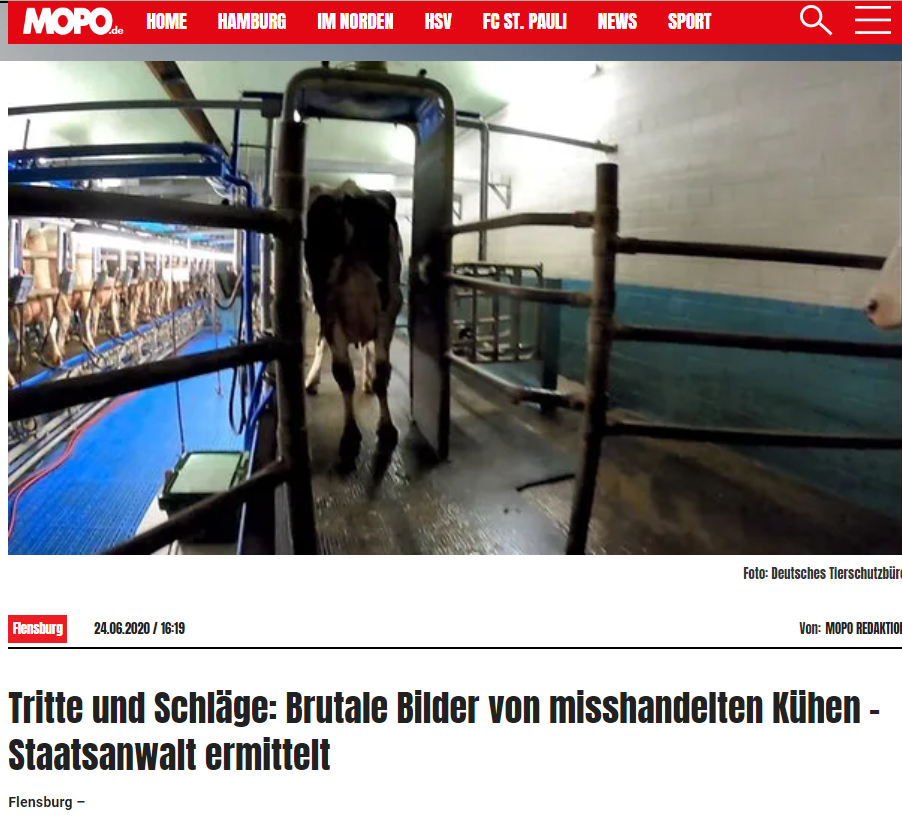 Tritte und Schläge: Brutale Bilder von misshandelten Kühen – Staatsanwalt ermittelt