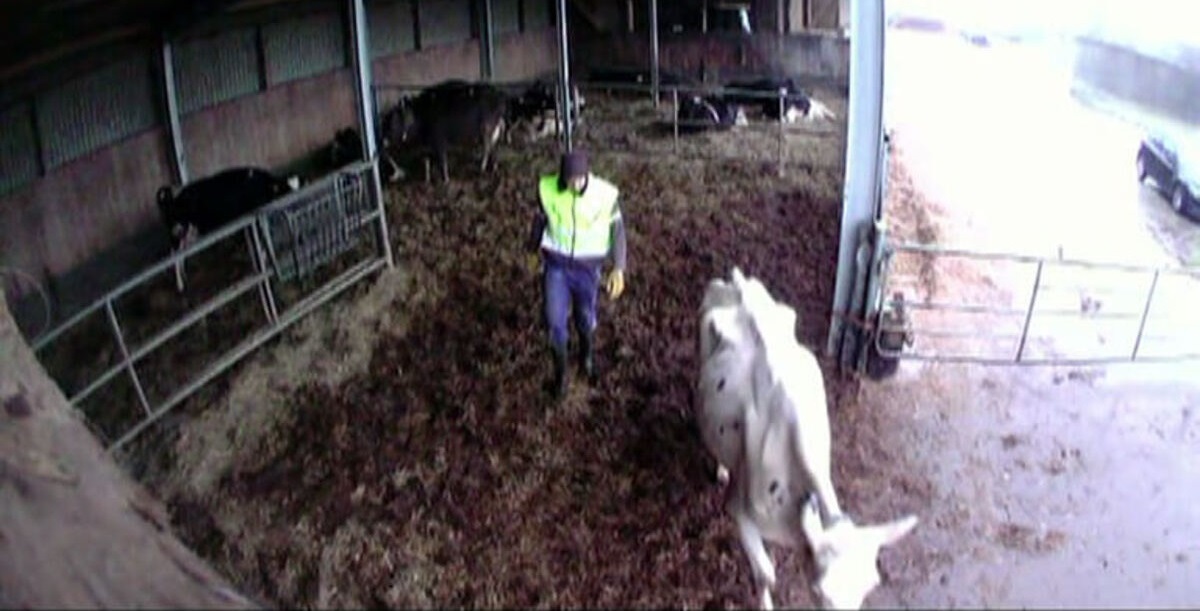 Ein Mitarbeitender läuft hinter einer stark abgemagerten Kuh hinterher.