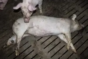 Ein Schwein mit großem Abszess am Bein liegt auf Spaltenboden.