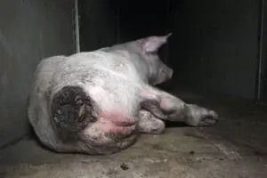 Ein Schwein mit eitriger Entzündung am After liegt auf Spaltenboden.