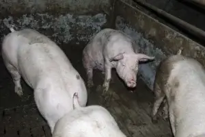 Schweine im Mastbetrieb sitzen in einer engen und verdreckten Bucht auf Spaltenboden.