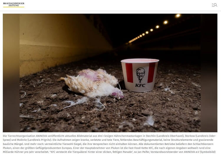 ANINOVA enthüllt: Millionen Hühner leiden für KFC in Brandenburg - aktuelle Bilder belegen Tierquälerei