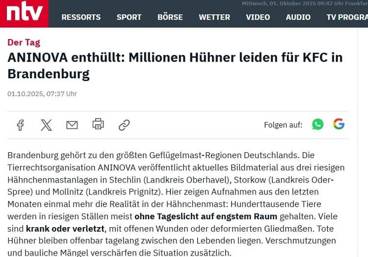 ANINOVA enthüllt: Millionen Hühner leiden für KFC in Brandenburg