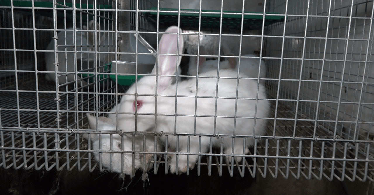 Kaninchen in engen Gitterkäfigen in der Zucht