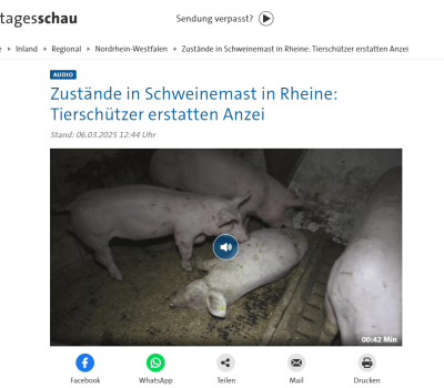 tagesschau-schweinemast