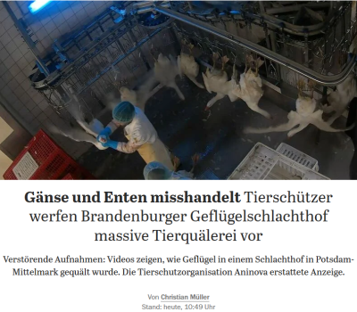tagesspiegel-gänse-enten-schlachthof